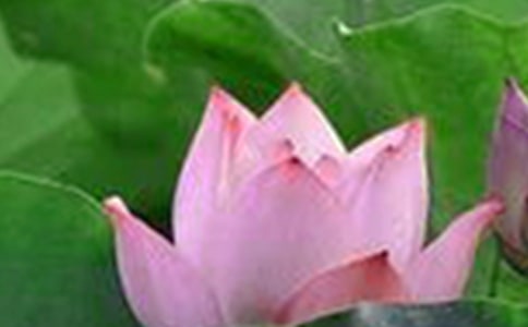 �ɻ�С�W(xu��)����[���x]