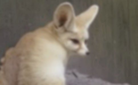 С؈�ͺ�؂С�W����