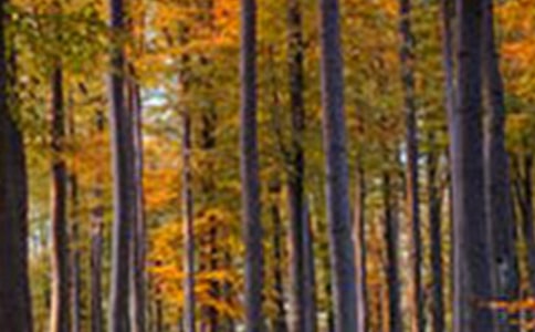 ɭ�ַ������ģ����]��