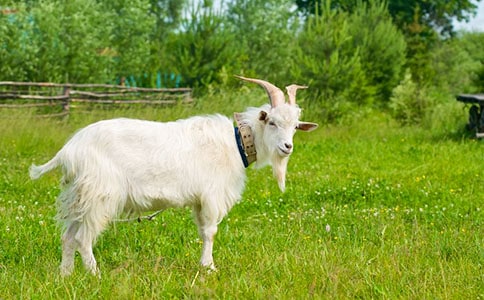 ���D��Ԓɽ���^��(d��)ľ�����]