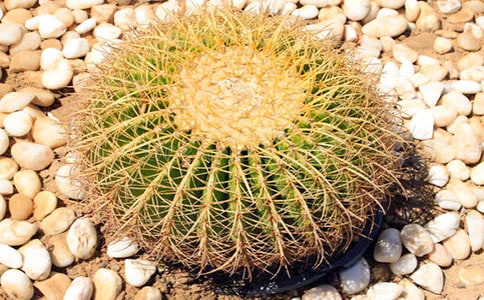 ���������ı؂�15ƪ