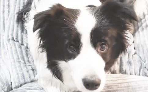 實用的姥姥家的小狗作文300字合集8篇