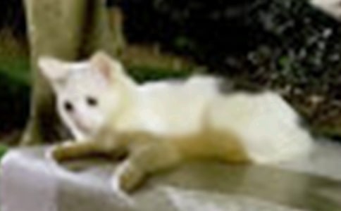 可愛的小貓作文范例(精選77篇)