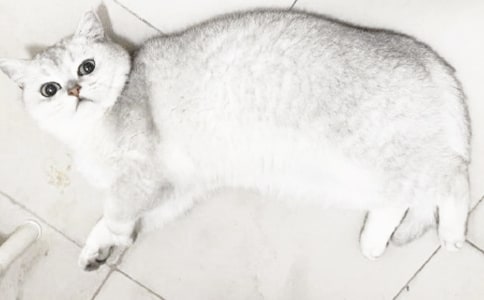 С؈���� С؈������