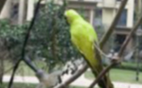 �������һֻС�B����15ƪ