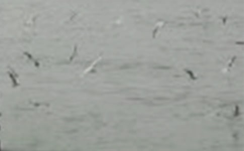 ������׃��һֻС�B����