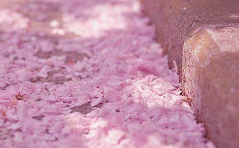 【推薦】櫻花作文300字9篇