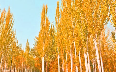 描寫白楊樹好詞好句