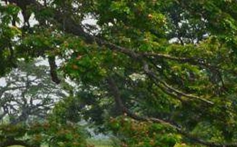 《白楊》教學設計15篇