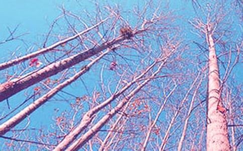 ������ח�Yٝ�f�n�巶�ģ�ͨ��5ƪ��