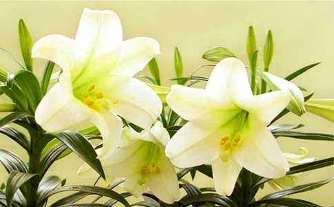 �茑�ٺϻ����~Ƭ����