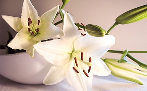 五瓣百合花手工折紙