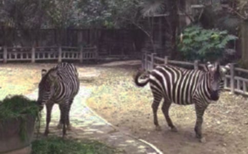 文明禮讓斑馬線作文(集錦10篇)