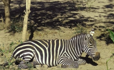 �����Y׌���R�����h��