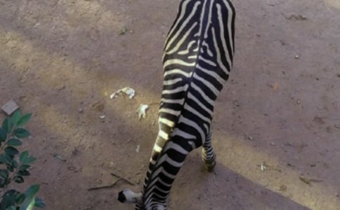 �Y׌���R���ĳ��h��