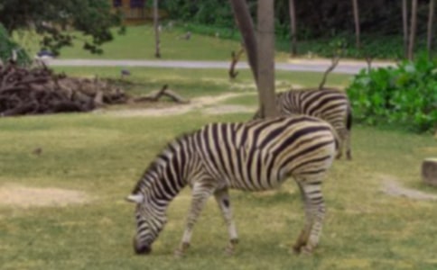 交通文明禮讓斑馬線倡議書