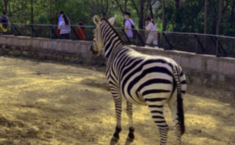 2017�Y׌���R�����h�� �Y׌���R�����h����10ƪ��