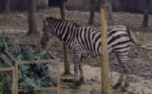 ���ˇ�g(sh��)��ӡ����R��ħ���¡�