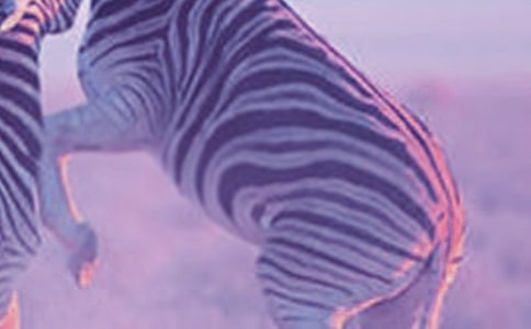 �Y׌���R���ĳ��h��