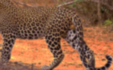 我們班的豹子六年級(jí)作文