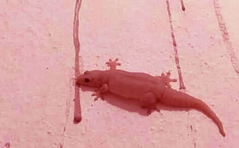 小壁虎借尾巴評課稿