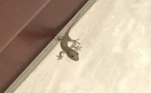 壁虎的啟示作文四篇