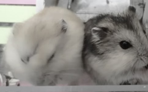 ���x�}(c��ng)���^����ӛ�R����ƪ