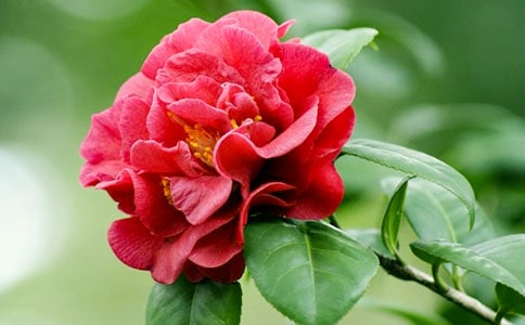 茶花三年級作文三篇