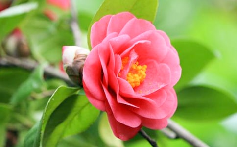 ����Ʒ���軨���꼉������ƪ