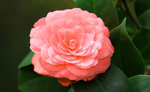 關(guān)于茶花三年級(jí)作文300字合集6篇