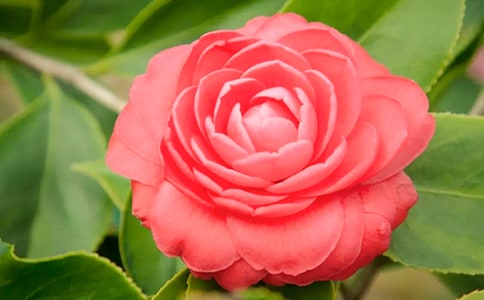 �茑ɽ�軨�Ķ���