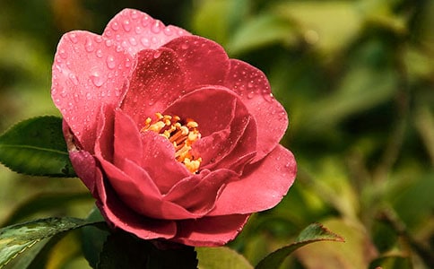 ��억ġ�ɽ�軨��Ԋ�����P(gu��n)��B