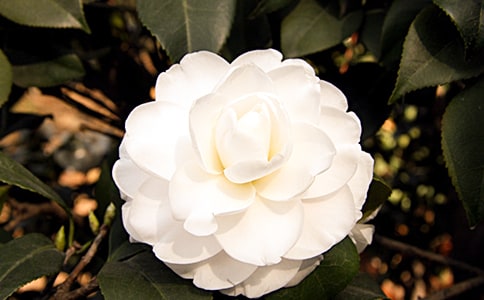 山茶花的觀察日記