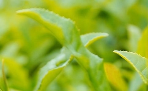 茶葉作文六年級