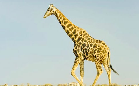 喂長頸鹿作文小學(xué)生作文