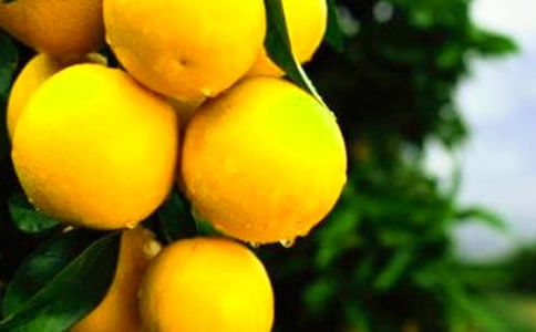 橙子的自述五年級作文