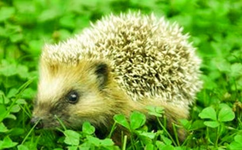 С��⬻�ӽ̰�