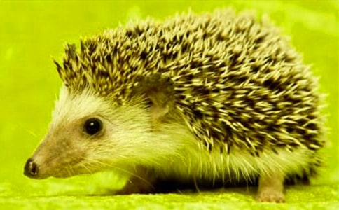 ����ӽ̰���С��⬡�