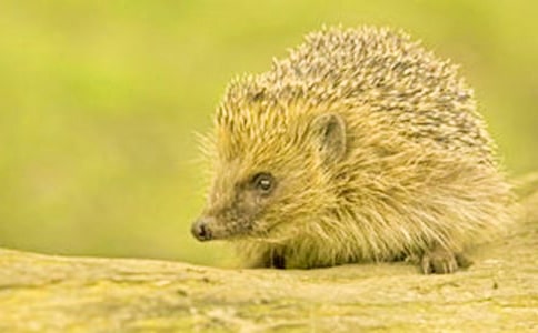 《小刺猬》小班美術(shù)教案