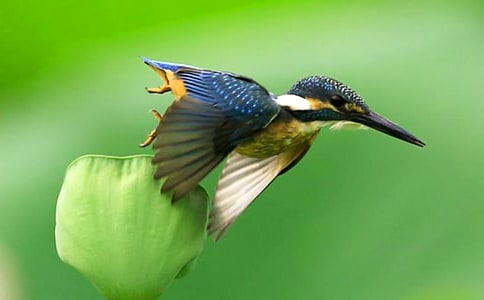 語文三年級《翠鳥》說課稿8篇