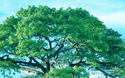 �����������ķ���400�֣�ͨ��5ƪ��