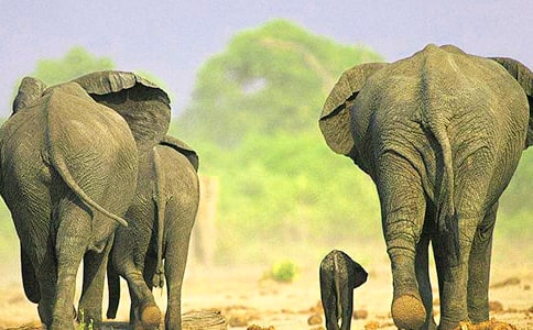 認(rèn)識(shí)大象的小班常識(shí)教案設(shè)計(jì)