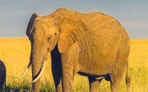 ���꼉(j��)�����ƌW(xu��)�̌W(xu��)Ӌ(j��)������1200��