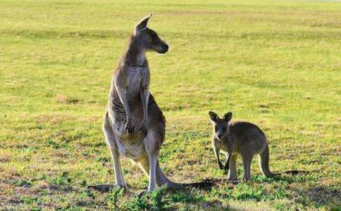 描寫袋鼠的五年級作文(通用53篇)