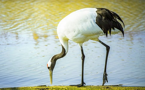 美麗的丹頂鶴教案計(jì)劃以及總結(jié)