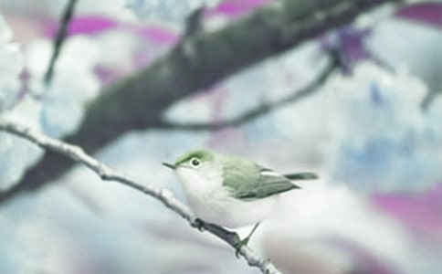 關(guān)于觀察動植物日記合集七篇