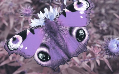 �^���ֲ����ӛģ���\����ƪ