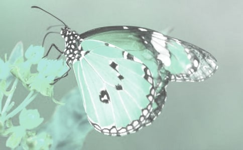 動植物的觀察日記8篇