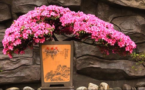 【精華】杜鵑花作文4篇