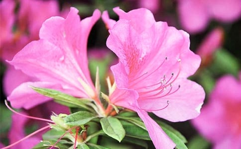 關(guān)于杜鵑花的唯美句子